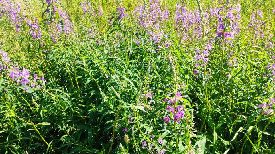 ����-���: ������� ����������� ����� � �������������