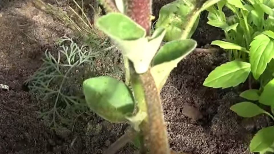 Как вырастить до 15 кг баклажанов с куста: секреты успешного пасынкования в разных регионах