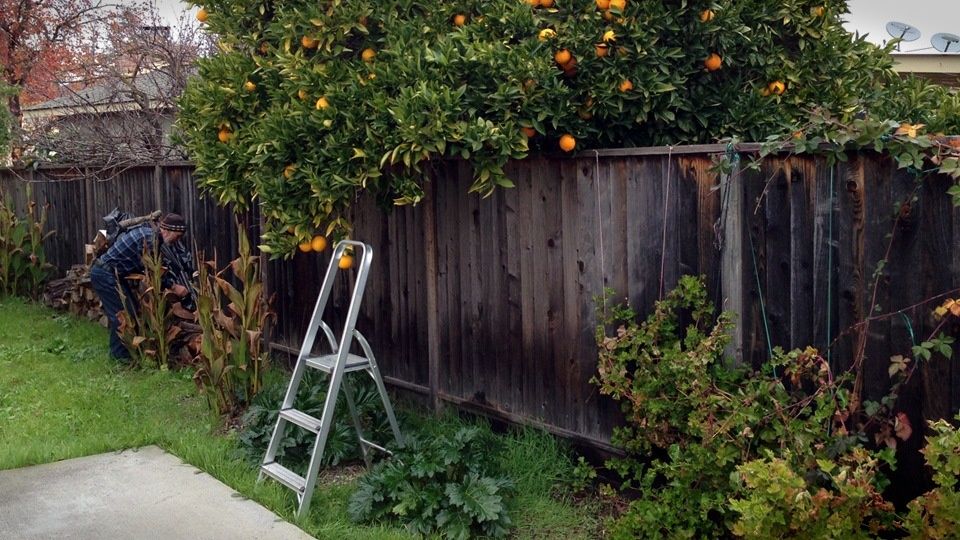 Как защитить свои растения от соседских злоупотреблений