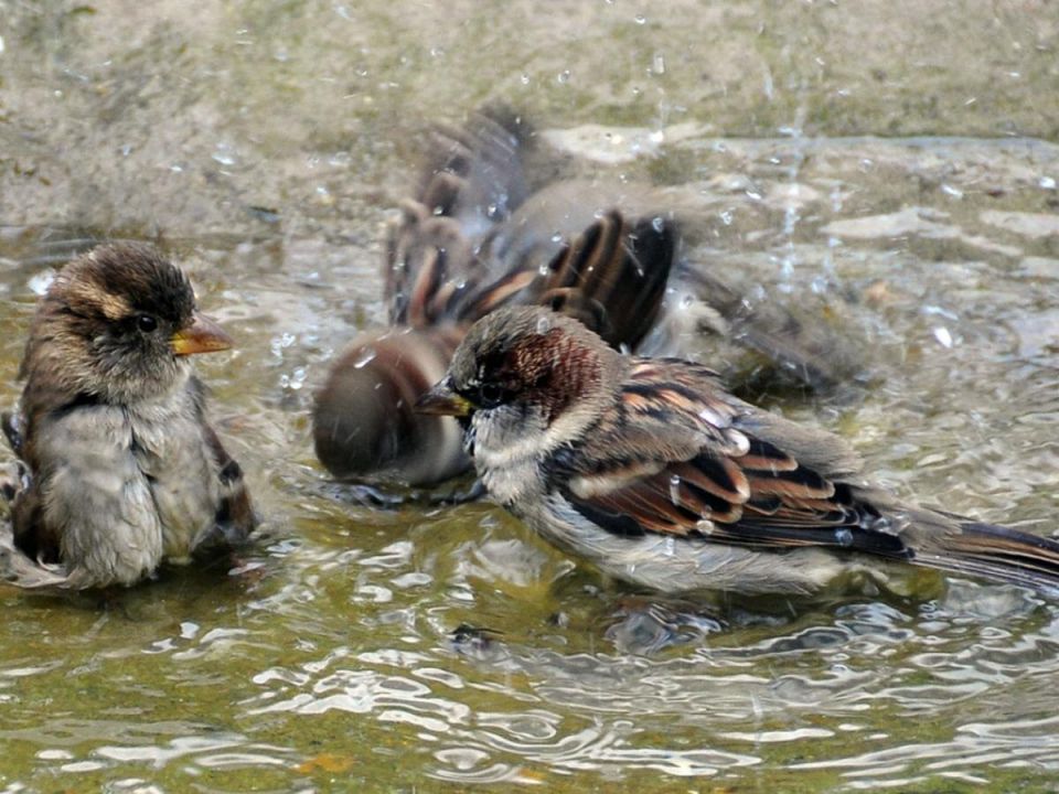 Тайны купальни для птиц: как избежать распространённых ошибок