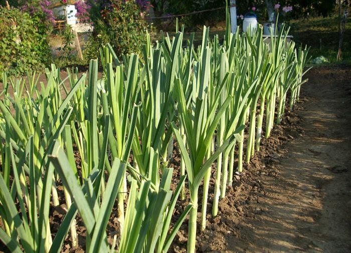 Лук-порей: ваша зеленая радость прямо с грядки