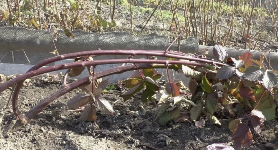 Зимнее укрытие ежевики: советы по защитe от морозов