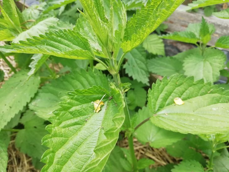 ������ ������������� ���� � ��������: ������ � ������� ��� ��������