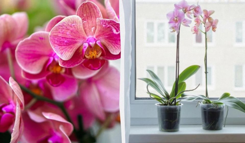 ��� ������ ������������� ������� ��������� ���������� � �������� ������� �����