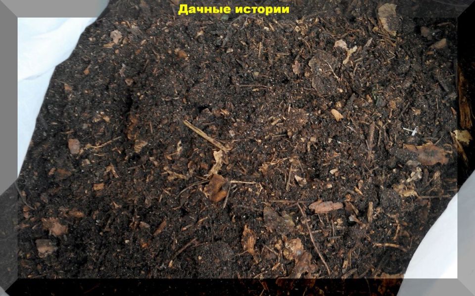 Как правильно подготовить почву для рассады: избегаем ошибок и рисков