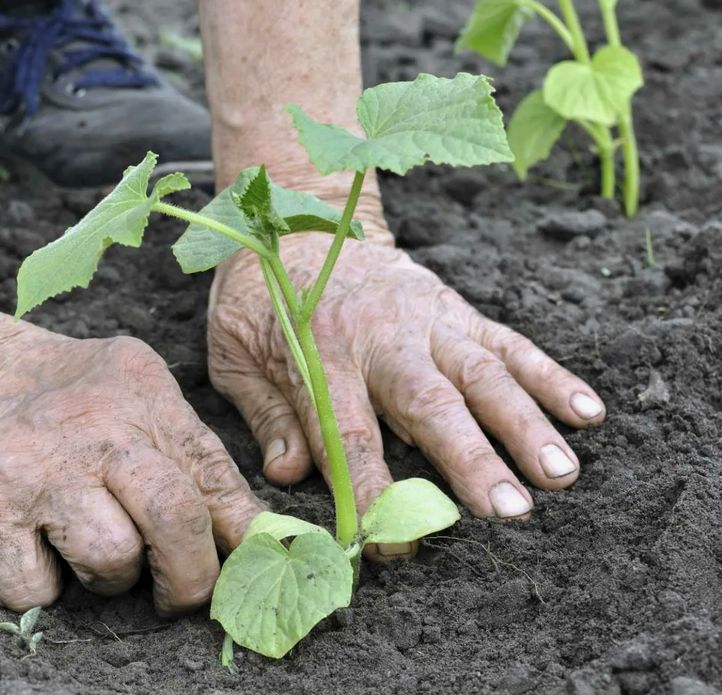 ���������� ������ �������: �� ������ � ��������