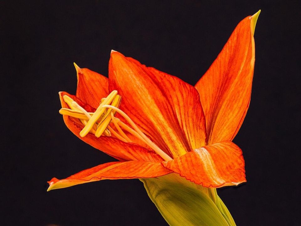 �����������: ������� ����������� �������� � ������� ����