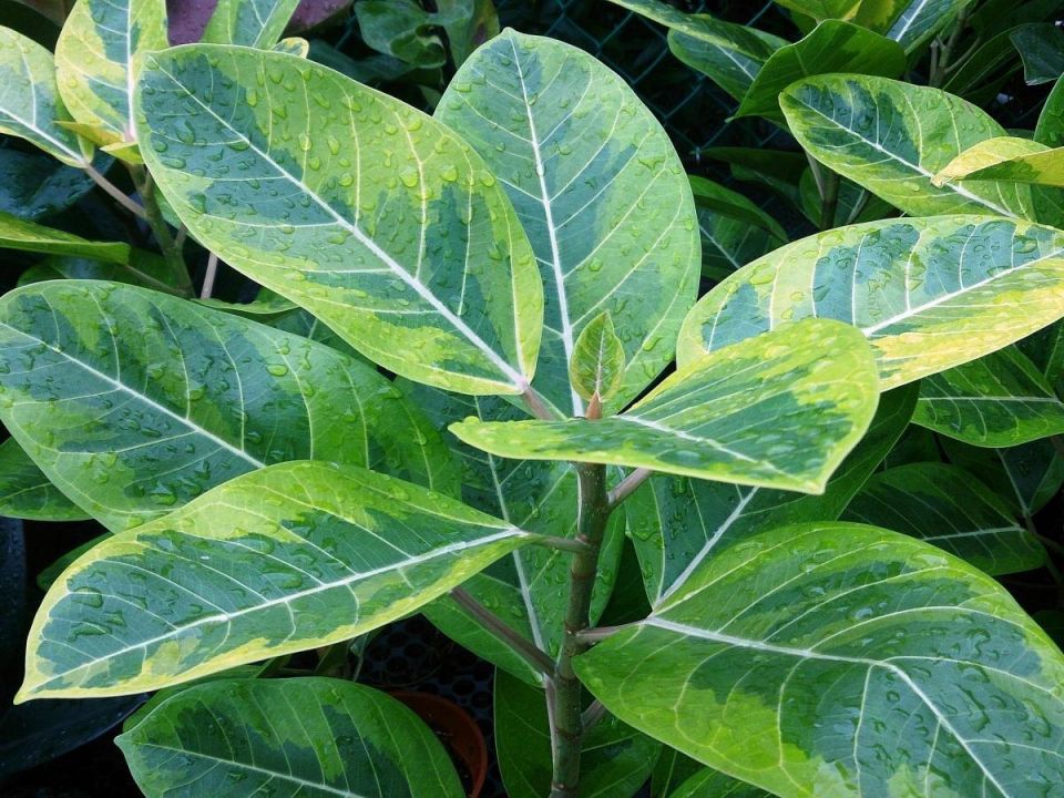 ����� Tineke: ������� �������� ��� ������ ������������