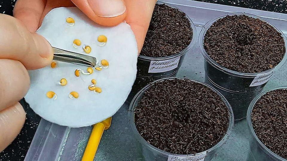 ������� ��������� ������������ �����: ��� ������������� 98% ���������