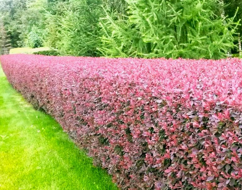 ����������� ���� ������������ ������� � ������� ����� ��������: ������ ����������