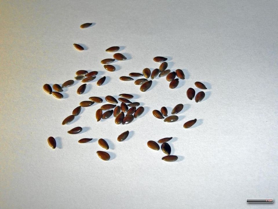 Обработка семян перекисью водорода: как защитить урожай