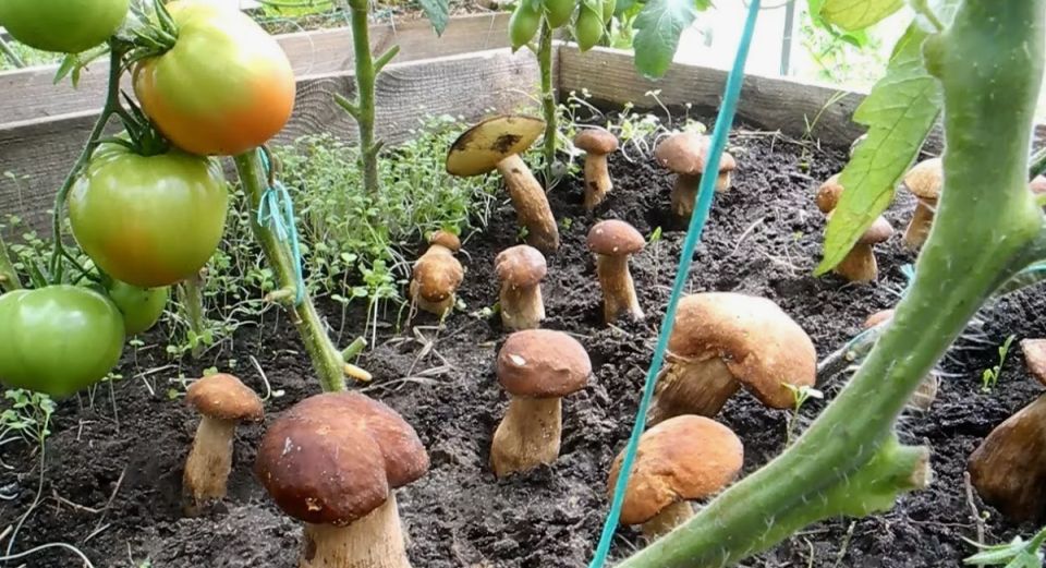 Как вырастить грибы на даче: простой и эффективный способ