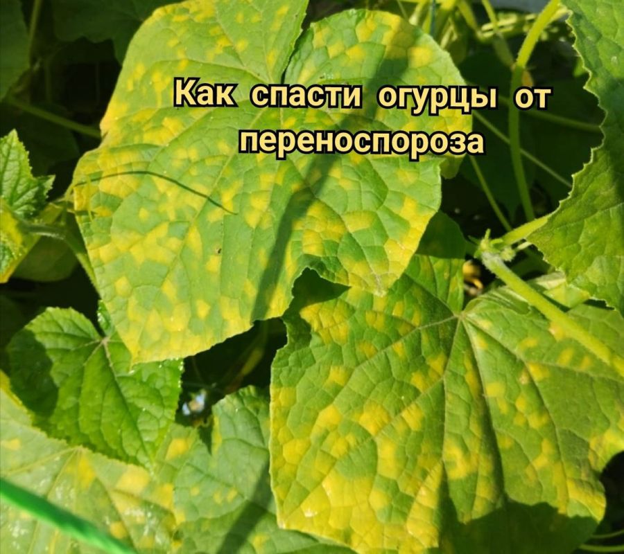 ��� ������ ������ �� ������ ��������� ����: ������ � ������������