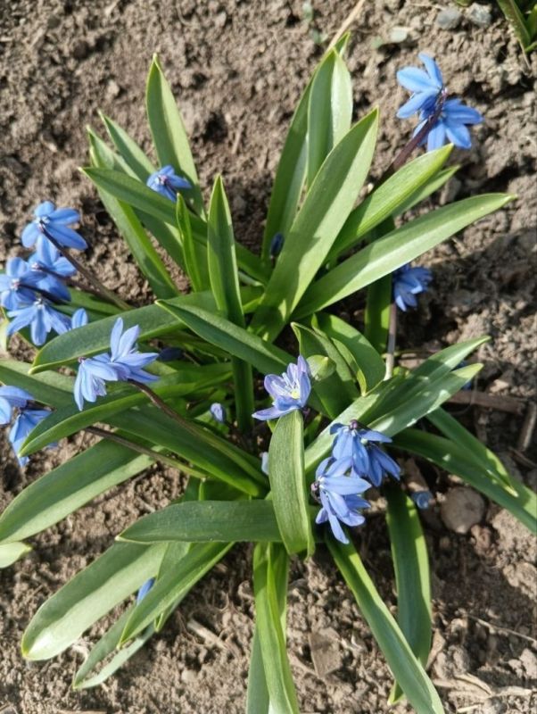 ������ ���������: ������ ������, ���������� �����