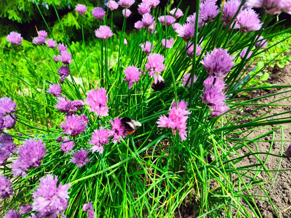 ��� ����������� �� ���� ���� �� �������: ������� � ������� �����