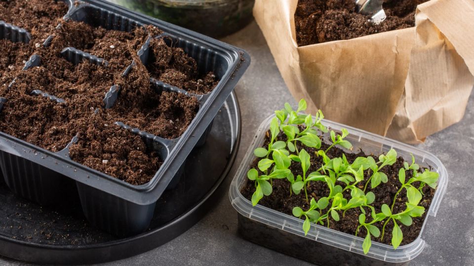 ������ ��� ����� ��� ������� �������: ��� ����� �����