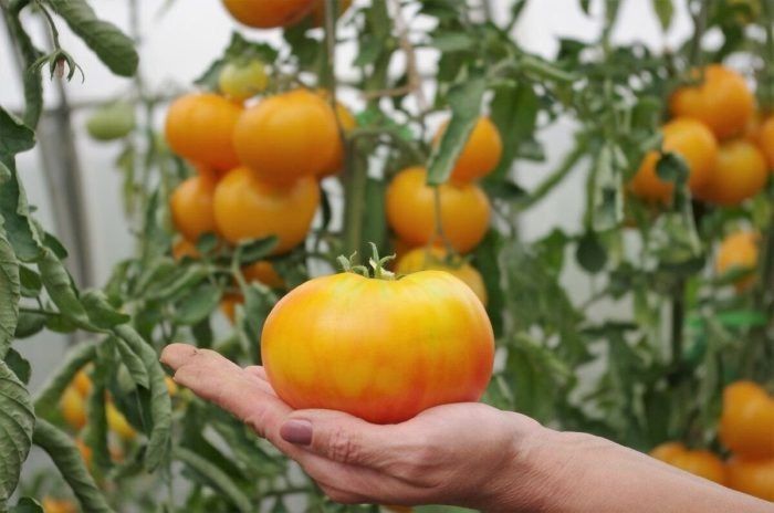 �������: ������������ ����� � ������� ������ � ������� ������������