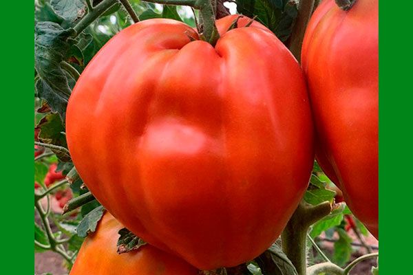 Как выращивать томат Польская слива тётушки Сварло: простое руководство для раннего и крупного урожая