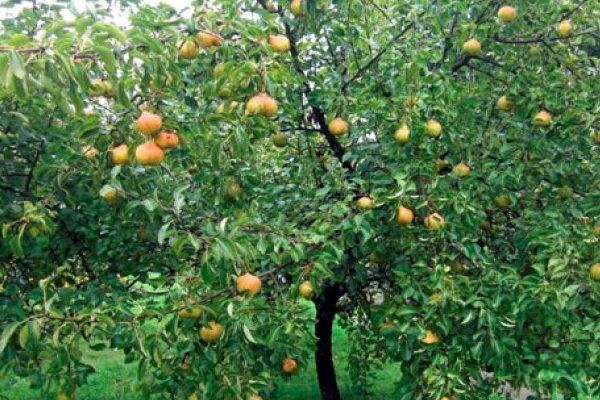 ����� ����� ��������: ��������� ���������� ������������ � ������������ ����