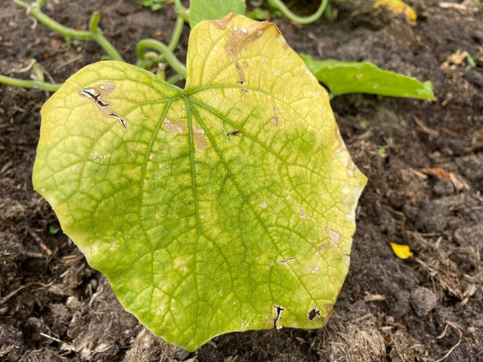 ��� ������ ���������� ������� ������� � ������� �������� ��������