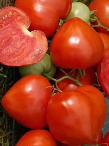 ����� �������� ����: ������� �������� � ����������� ������ � �������� ������