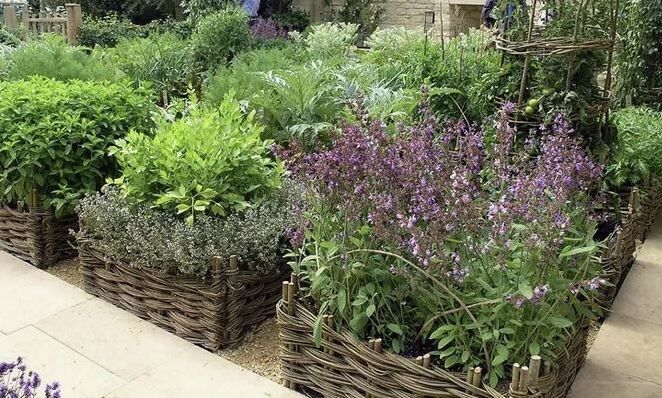 Ароматные травы: как выбрать и вырастить лучшие для сада и кухни