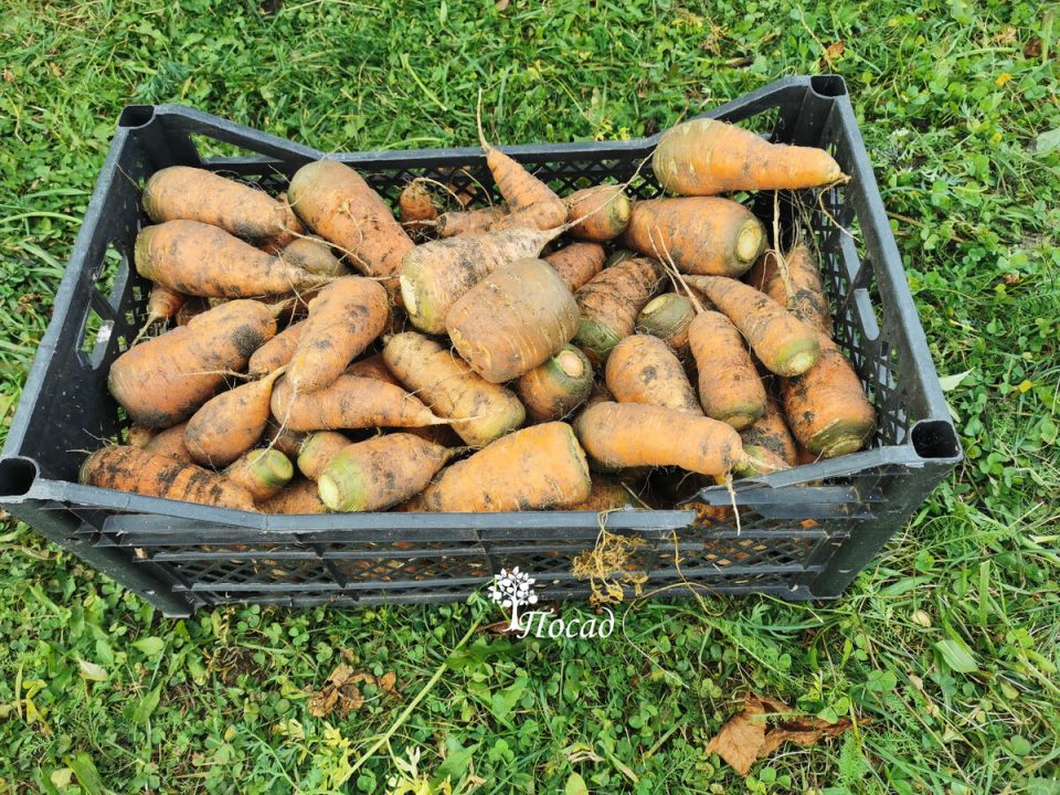 Почему стоит мыть морковь перед хранением: взгляд на старые привычки