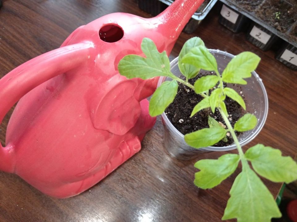 ���������� �������: ������ ����� ������� �������