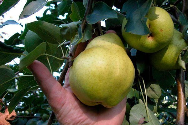 ��� ����� Ҹ�� ����������� ������ ���������