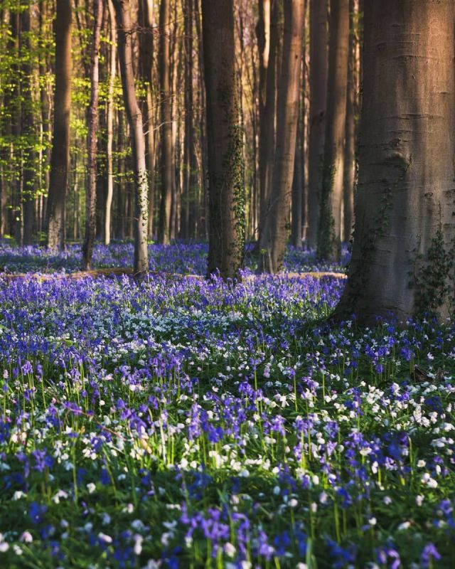 ��������� ����, ������� ����������� �� �����