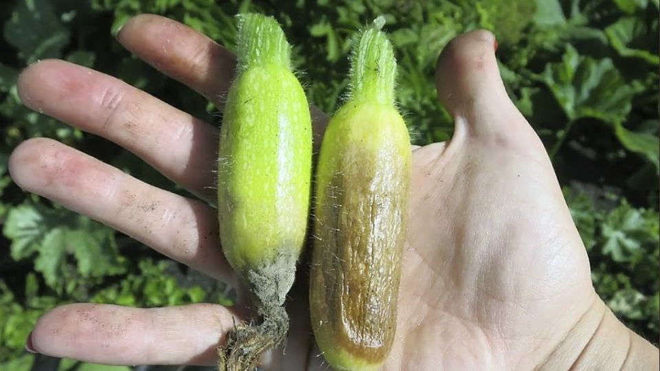 ������ ����� �������: �������� ������� � ������� ��������