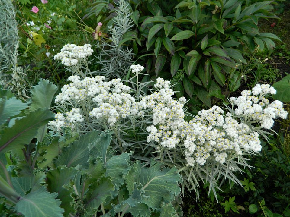 ����������� ��������: ��������� ���������� ��� ������ ��������