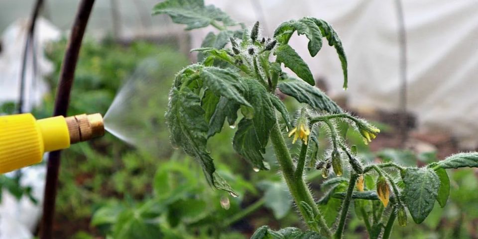 ������ ��� �������� ����������: ��� �������� ������ � ��������� �������������