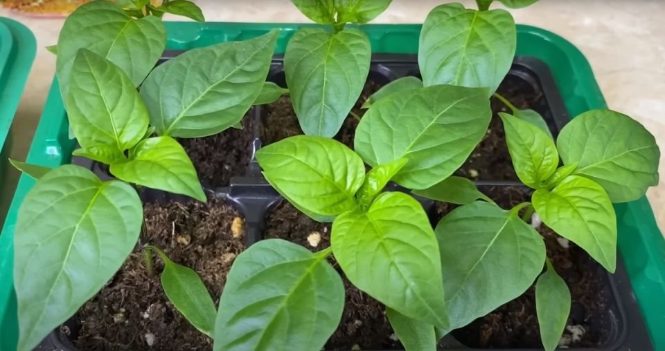 ������� ��������� ������ ����� � ������� 2026 ����