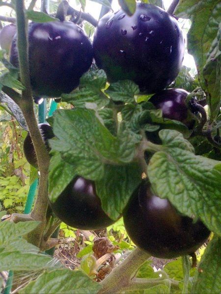 ����� ���� ���: ������� ��������� � ���������� ��������