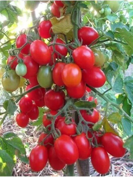 ����� ������: ��������� ����-���� ��� ������ ������� � ����