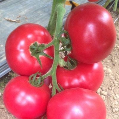 ����� �����: ��� �������� ����������� ������ � �������� ������