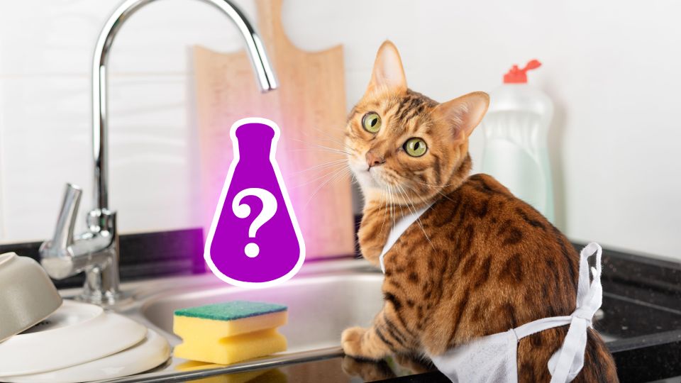 ���� ���������� ��� ����� �������: �������� ����� ������� ����� � ���� ���������