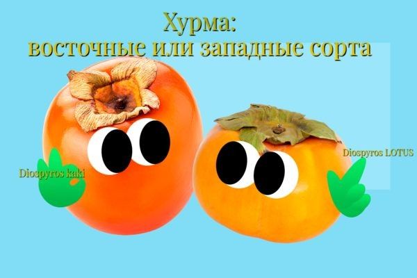 ��������� � �������� �����: �� ���������� �������� � ���������� �����������