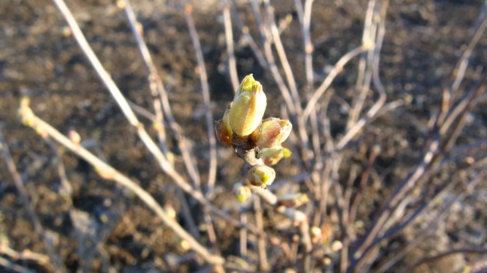 �������� ������� ���������: ��� ��������� ����� � ��� ����