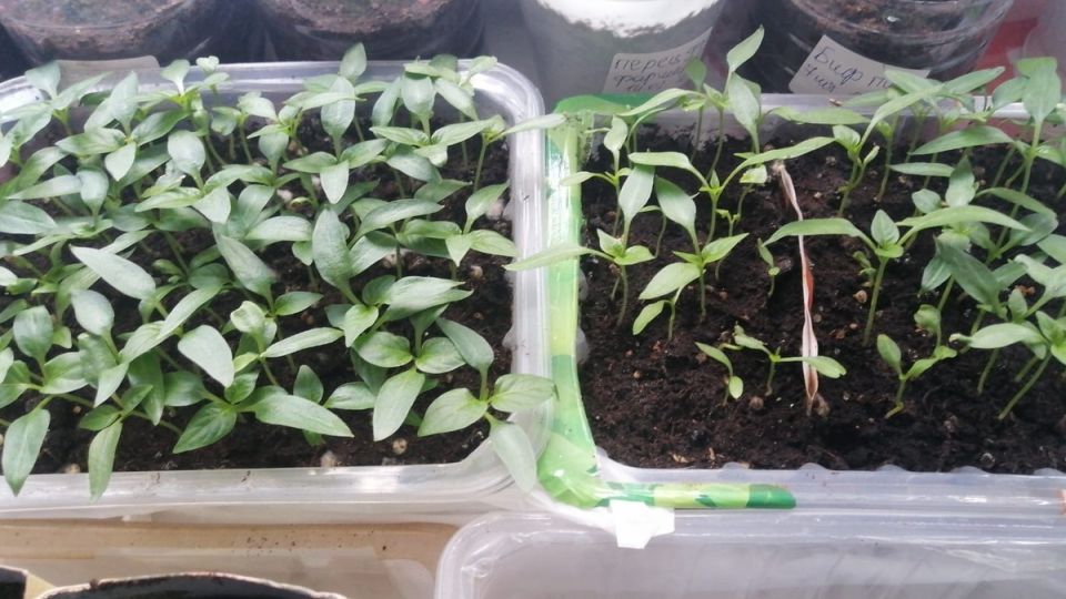 ��� ��� ������� ������ ����������� ������� �������� ���