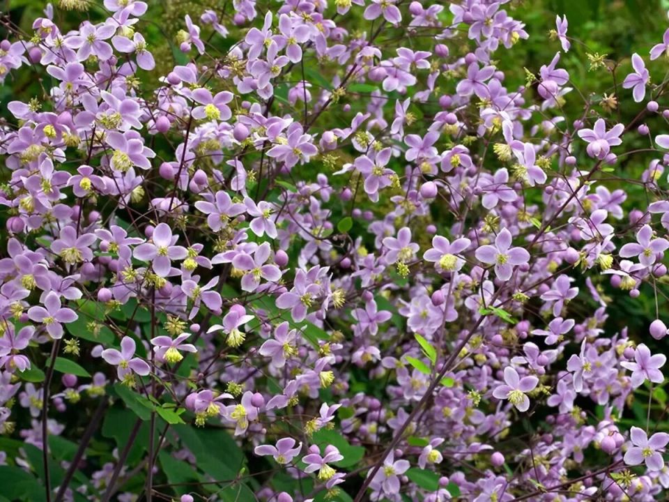 ��������� ������� �����, ������� ������������ ���� ������� ���������