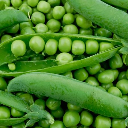 10 сортов гороха для весенней посадки