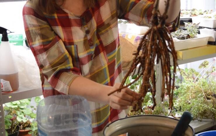 ���������� �������� ������������ �����: ������ ���������