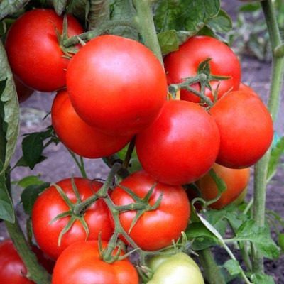 ����� ������: ��������� ����� ��� �����������