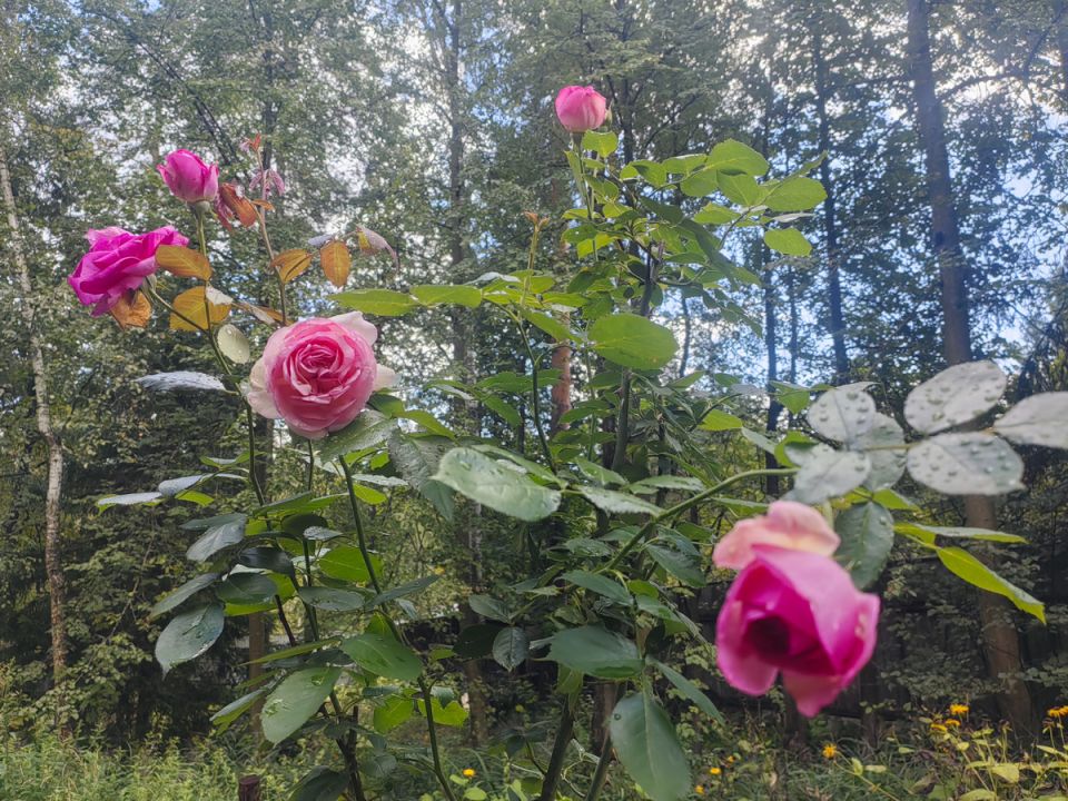 ��� ������� ������ ���������� ����� � �������: ��������� � ����� � ������ � ������