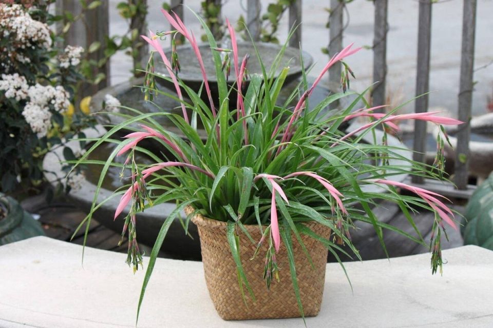 ��������� ��������, ������� �� �������� ����� ������