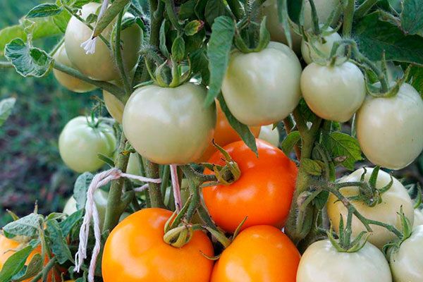 ������ ���-�����: ������� ��������� �����������