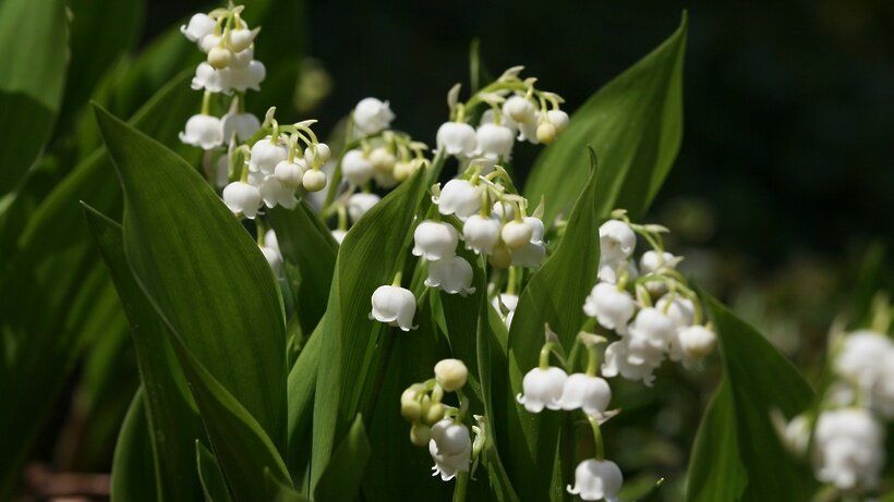 �����, ������� ���������� ������� � �������� ��� ���