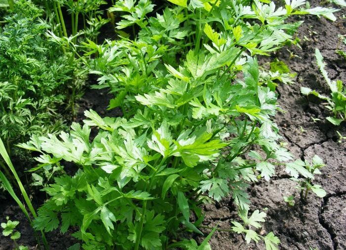 Как правильно выбрать время для посадки сельдерея